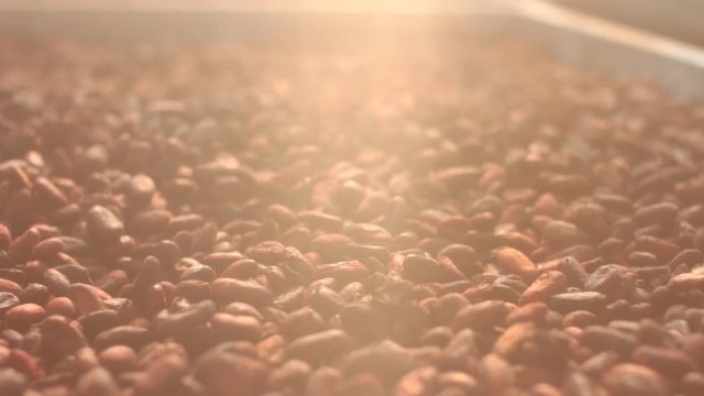 Drying cacao seed