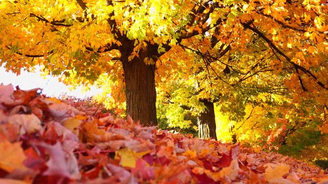 Maple tree in golden orange autumn foliage with thick fallen leaves on ground