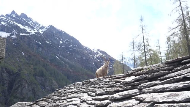 Wild Deer with mountains behind