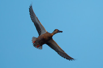 Female Northern Shoveler, flying in beautiful light in North California