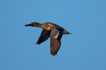  Male Northern shoveler, flying in beautiful light in North California
