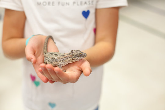 Child Holding Lizard