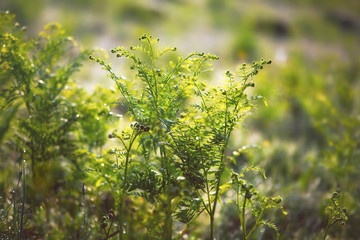 Fresh fern in the meadow on a sunny spring morning