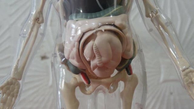 Toy model of the anatomical structure of the human body. Artificial mock-up of a pregnant woman with a fetus in her belly