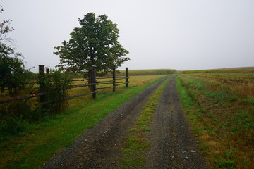 Lane leading to a  corn field near Edelprinz, Austria