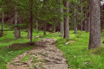 Stone path in the beautiful mountainside spruce forest, summertime hiking trail. outdoor travel background