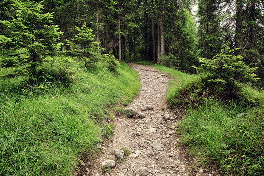 Stone path in the beautiful mountainside spruce forest, summertime hiking trail. outdoor travel background