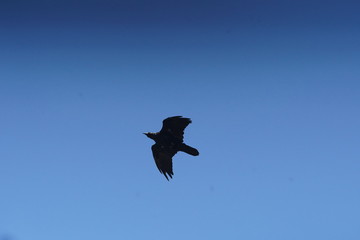 bird flying in the sky