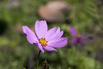 Fototapeta premium Sydney Australia, mauve cosmos wildflower in meadow