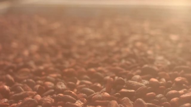 Drying Cacao beans close up