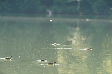 birds in a lake