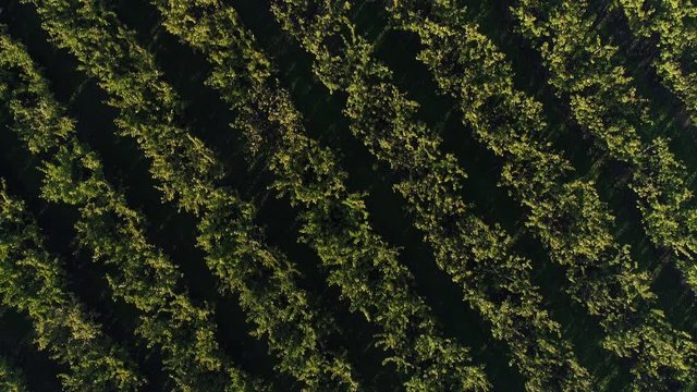 Aerial view: plantation of fruit trees. Orchard, farm, agriculture.