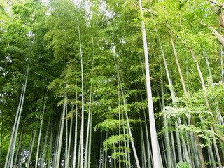 Naklejka premium 竹林風景