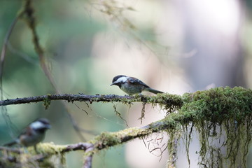 bird on a tree branch