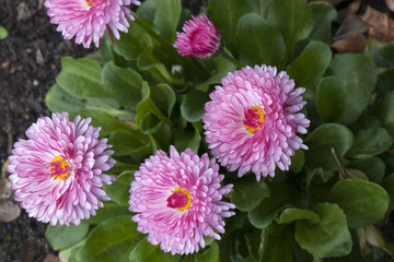 Sydney Australia, pink flowers of a paper daisy plant