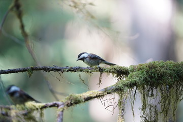 bird on a tree branch