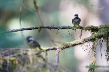 bird on a tree branch