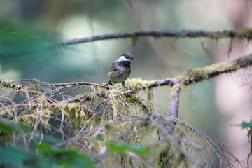 bird on a tree branch