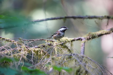 bird on a tree branch