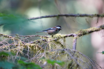 bird on a tree branch