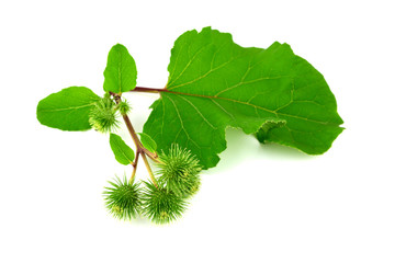Isolated Burdock (Arctium) Medicinal Plant.