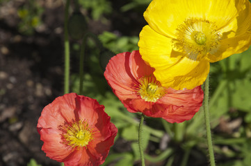Obraz premium Sydney Australia, colorful poppies in garden