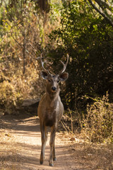 A Sambar deer walking head-on on a safari track inside Ranthambore national park