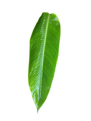 Green leaf wet water isolated on white background with clipping path.