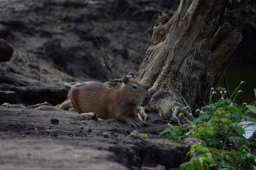 Chigüiro, capybara (Hydrochoerus hydrochaeris) 2