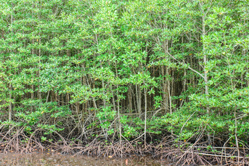 Fototapeta na wymiar Mangrove Forest in national park,Thailand.