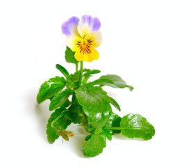 Viola tricolor, also known as Johnny Jump up, heartsease, heart'