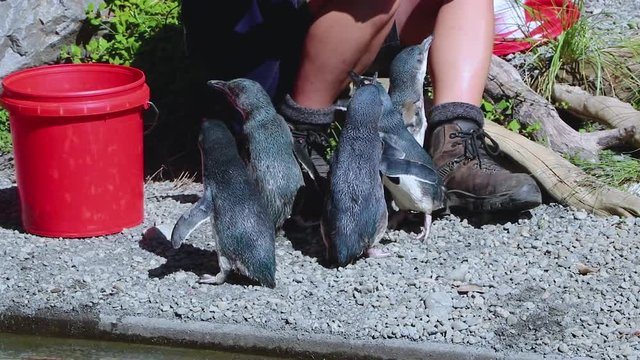 Injured Little Blue Penguins At Rehabilitation Center.