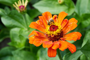 Biene auf einer Zinnie