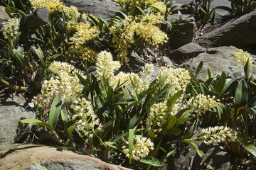 Sydney Australia, native yellow sydney rock orchids growing amid sandstone rocks