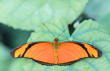 Butterfly on the green leaf.