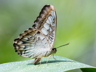 Owl butterfly on the green leaf.