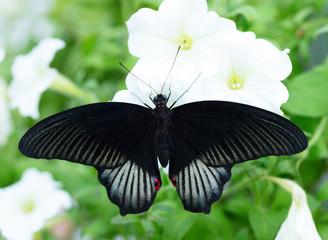 Naklejka premium Lowi butterfly on the green leaf.