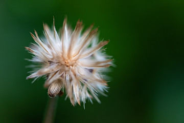 Fototapeta premium Flower seeds