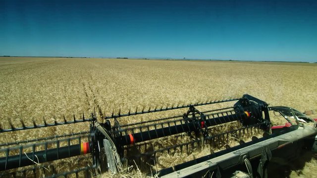 Handheld POV of harvester driving through wheat field.