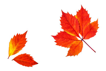 Autumn leaves isolated on white background, colorful foliage wallpaper