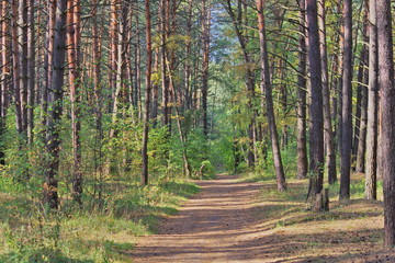 Morning in a pine forest