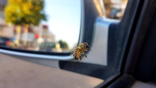 Bee feeling its way around the car window.