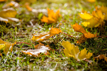 Autumn background-maple leaves fallen leaves lying on the grass