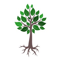 Fototapeta premium Tree and root logo, tree and root icon