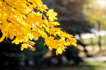 Autumn background-yellow maple leaves in the city Park.