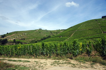 Fototapeta premium vignobles de tain-l'hermitage