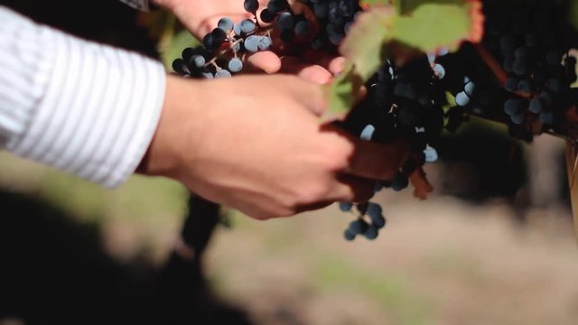 Surveyor checking grapes.