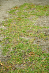 autumn leaves on green grass