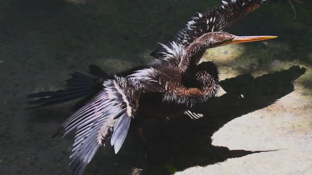 A glossy ibis bird spreading wings and preening