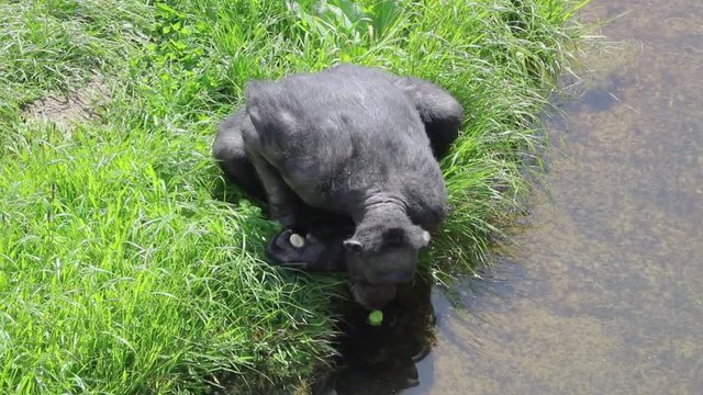 Adult Chimpanzee Cleans Food Before Eating